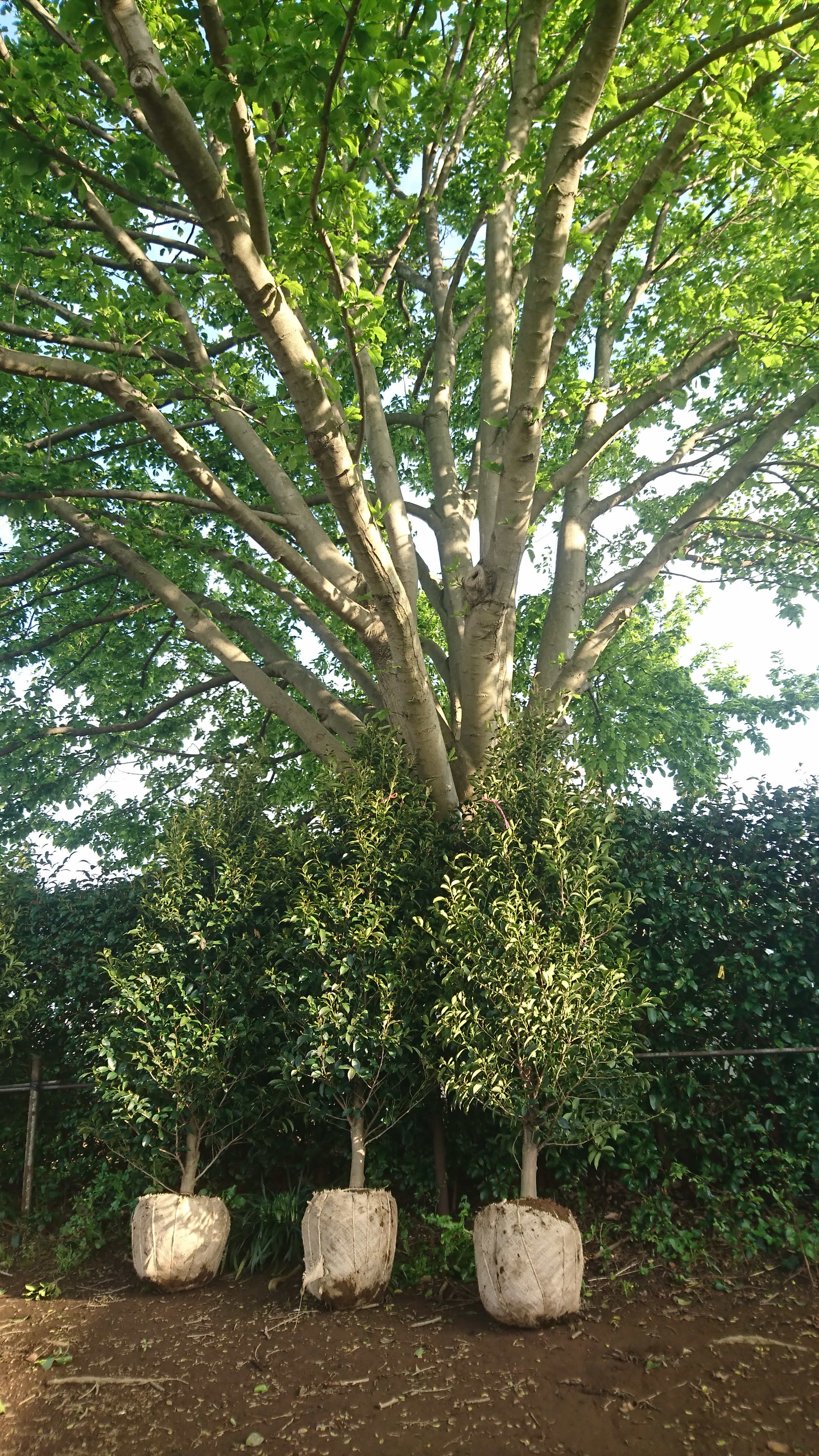 DSC_0376 (2020-04-21T16_51_59.000)